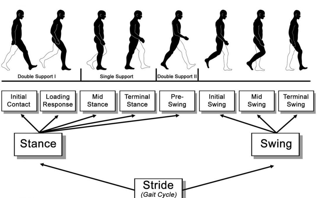 Understanding Phases of the Gait Cycle